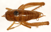 CollectionObject 1499248; afe3562d-1659-4604-8ede-2e2b7f6cd687: male, dorsal view (holotype). (CollectionObject).