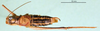 CollectionObject 1502526; 58308c5b-b63b-46e4-b557-1664722d3dc5: male, dorsal view (paratype of Isophya tenuicerca). (CollectionObject).