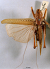 CollectionObject 1516498; 516ba594-c0f6-42c0-8d4e-86c0fb01d5b1: male, dorsal view. (CollectionObject).