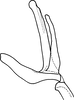 Aedeagus, lateral view on Drabescus ogumae Matsumura, 1912: Aedeagus, lateral view. (Observation).