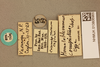 CollectionObject 1517614; 6888dc56-2312-4656-aa4e-fef3a8502044: labels (syntype). (CollectionObject).