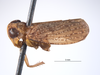 Habitus, lateral view on Docalidia crista Nielson, 1982: (Observation).