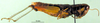 CollectionObject 1590657; e414707c-2f4c-4997-94ef-a807095e25ae: female, lateral view (paralectotype). (CollectionObject).
