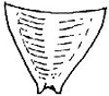 Cocconotus (Cocconotus) zebra Beier, 1960: Fig. 83. female supraanal plate. (Otu).