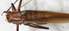 CollectionObject 1566593; NMW 5341, c17a3797-a41c-45be-ba92-fdb0cce8f145: male, dorsal view. (CollectionObject).