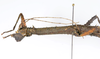 CollectionObject 1591896; acb19454-91fe-4db1-8508-ffc928ca2afd: copyright USNM, Washington. female head & thorax, dorsal view (paratype). (CollectionObject).;CollectionObject 1591897; d1971875-9839-4678-8b9d-2ea18fbdd7eb: copyright USNM, Washington. female head & thorax, dorsal view (paratype). (CollectionObject).