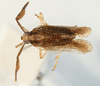 Habitus, dorsal view: !! display not done !! on Copicerus irroratus Swartz, 1802: (Observation).
