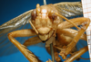 CollectionObject 1530647; 740057ca-cd1f-4ef7-9ebc-205f097a4d93, DORSA SSgryafrHTM: male, frontal view (holotype). (CollectionObject).
