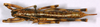 CollectionObject 1499556; 6256e2d6-90cd-456e-b10f-dd74aa0ab677: female, dorsal view (allotype). (CollectionObject).