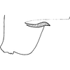 Pygofer, lateral view on Dziwneono sagittata Dworakowska, 1993: Pygofer, lateral view. (Observation).