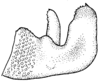 Apolinaria hygracantha (Karsch, 1896): Fig. 17 (Muzo, Boyacá, Colombia). male left cercus, lateral view. (Otu).