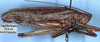 male, lateral view (syntype). Depicts CollectionObject 1531901; 7587d6ed-0b75-41c9-b6cf-a99261a3b4bc, a CollectionObject.