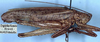 CollectionObject 1531901; 7587d6ed-0b75-41c9-b6cf-a99261a3b4bc: male, lateral view (syntype). (CollectionObject).