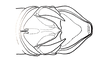 Digamacris amoena (Stål, 1878): Fig. 7. male abdomen tip, dorsal view. (Otu).