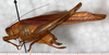 CollectionObject 1566623; 0080e846-e5a0-48d8-a109-f977e5e2d501: male, lateral view. (CollectionObject).