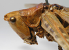 CollectionObject 1517117; 7ec5dab8-561d-4787-a846-87c0e3010b34: female pronotum, lateral view (lectotype). (CollectionObject).