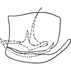 Pygofer, lateral view on Eupterella mexicana DeLong & Ruppel, 1950: Genital capsule, lateral view. (Observation).