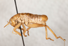 CollectionObject 2602153; 7ab24d3d-ff97-40a9-8fdf-f36ed2372122: male, lateral view. (CollectionObject).