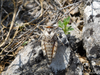 CollectionObject 1591167; e6e0736c-c740-4d2c-b966-1cb203210174: female nymph (BG: Upper Thrace lowland, village Novo Selo). (CollectionObject).
