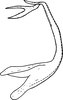 Aedeagus, lateral view on Edwardsiana frustrator (Edwards, 1908): Aedeagus, lateral view. (Observation).