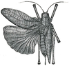 Scambophyllum sandakanae Hebard, 1922: Pl. XII, Fig. 2 (after type). female (tegmina length 23 mm). (Otu).