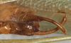 CollectionObject 1532999; ecca8201-7d9b-45dd-aeee-09f71d41b6b2: male cerci, ventral view. (CollectionObject).