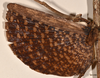 CollectionObject 1557408; 740e7e02-4a02-45f8-9962-45933d7ce492: copyright OUMNH. female wings (holotype). (CollectionObject).
