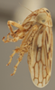Habitus, lateral view on Ceratagallia aplopappi (Oman, 1933): Lateral. (Observation).