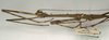 CollectionObject 1557770; NMW 943, 590e4e34-0429-4705-8470-91b930812cbd: copyright NMW, Vienna. male: head and thorax, lateral view (holotype). (CollectionObject).