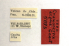 CollectionObject 1523240; 2af6b7d8-e849-487b-9206-0ec0113ffb6e: labels (holotype). (CollectionObject).