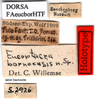 CollectionObject 1505387; 3c4b1276-2dfc-4cbe-8e3a-7ff813d26e92: labels (holotype). (CollectionObject).