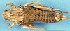 CollectionObject 1507279; 4e6c6a2a-e045-406c-88b9-ca71a999091d: female, dorsal view (paratype of Nocarodes bicoloripes forma marani). (CollectionObject).
