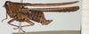 male, lateral view (syntype). Depicts CollectionObject 1583762; e8297a63-68a5-42cc-8243-6eb05bd49f15, NHMUK010924519, a CollectionObject.