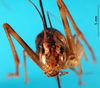 CollectionObject 1500988; 4d6e407f-b185-45d9-8cc4-88000d20b84a, DORSA BGphaaffS01: female, frontal view (holotype of Phaeophilacris affinis). (CollectionObject).