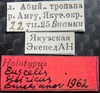 Other on Morinda sibirica (Emeljanov, 1962): Holotype. (Observation).