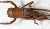 CollectionObject 1531892; NMW 9974, 7aba2eb5-f66d-4973-883d-0523e20c3ae6: female, dorsal view (syntype). (CollectionObject).
