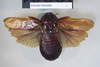 CollectionObject 1552818; NHMUK(SF IMPORT DUPLICATE) BMNH(E) 876016, c4cbd4cc-5a10-436b-906c-b8cf484a502b: Copyright NHM, London. Lectotype female of synonym Panesthia ruficeps, dorsal view. (CollectionObject).