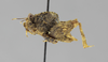 CollectionObject 1523136; 59373c6f-a05f-4eb8-b6e9-c0751cc26669: female, lateral view (holotype). (CollectionObject).
