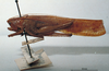 CollectionObject 1503224; MBBJ 3225974, 754052aa-0c22-44f5-9bf7-510d78b57a99: female, lateral view. (CollectionObject).