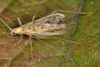 brown form male (Fraccionamiento Vista Real, Corregidora, Querétaro, Mexico). Depicts Oecanthus mhatreae Collins & Coronado González, 2019, an Otu.