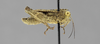 CollectionObject 1590286; 85f651ed-64e1-474e-a4ff-a20968bb0b55: male, lateral view. (CollectionObject).