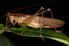 Axylus philippinus (Hebard, 1922): female (Luzon, Mount Makiling, 10/11 April 2018). (Otu).