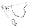 Neoconocephalus affinis (Palisot de Beauvois, 1819): Pl. III, Fig. 33. head and pronotum, lateral view (Conocephalus guttatus). (Otu).