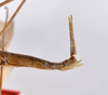 CollectionObject 1558549; a1a2af98-9b7e-4ca1-bd9f-0ee1108f4a32: copyright ZMHB, Berlin. female: end of abdomen, lateral view of synonym Bacunculus tener (holotype). (CollectionObject).