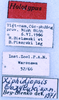 CollectionObject 1534525; a90e162f-bf3d-454b-a844-79aa191b5b31: labels (holotype). (CollectionObject).