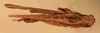 CollectionObject 1584234; c8549a0f-f976-4585-905c-9c01ed767e42: male, dorsal view (neoallotype). (CollectionObject).