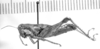 CollectionObject 1523989; 3d891448-28e4-4c19-beee-8c311cfc5332: female, lateral view (holotype of Paradichroplus steinbachi). (CollectionObject).
