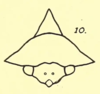 Head: !! display not done !! on Heliria cristata (Fairmaire, 1846): (Observation).