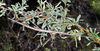 Phalces tuberculatus Brock, 2000: mating pair (near The Baths, near Citrusdal, Western Cape Province). (Otu).