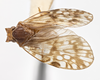 Habitus, dorsal view: !! display not done !! on Bothriocera fasciola Caldwell, 1943: (Observation).
